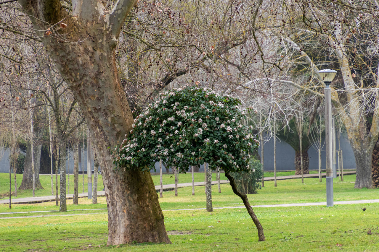 VIEW OF TREES AND PLANTS IN PARK