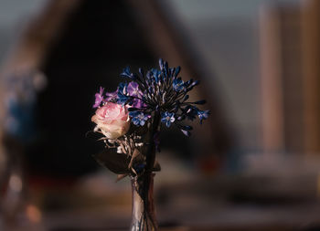 Close-up of wilted flowering plant