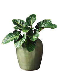 Close-up of potted plant against white background