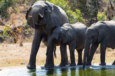 Elephant drinking water