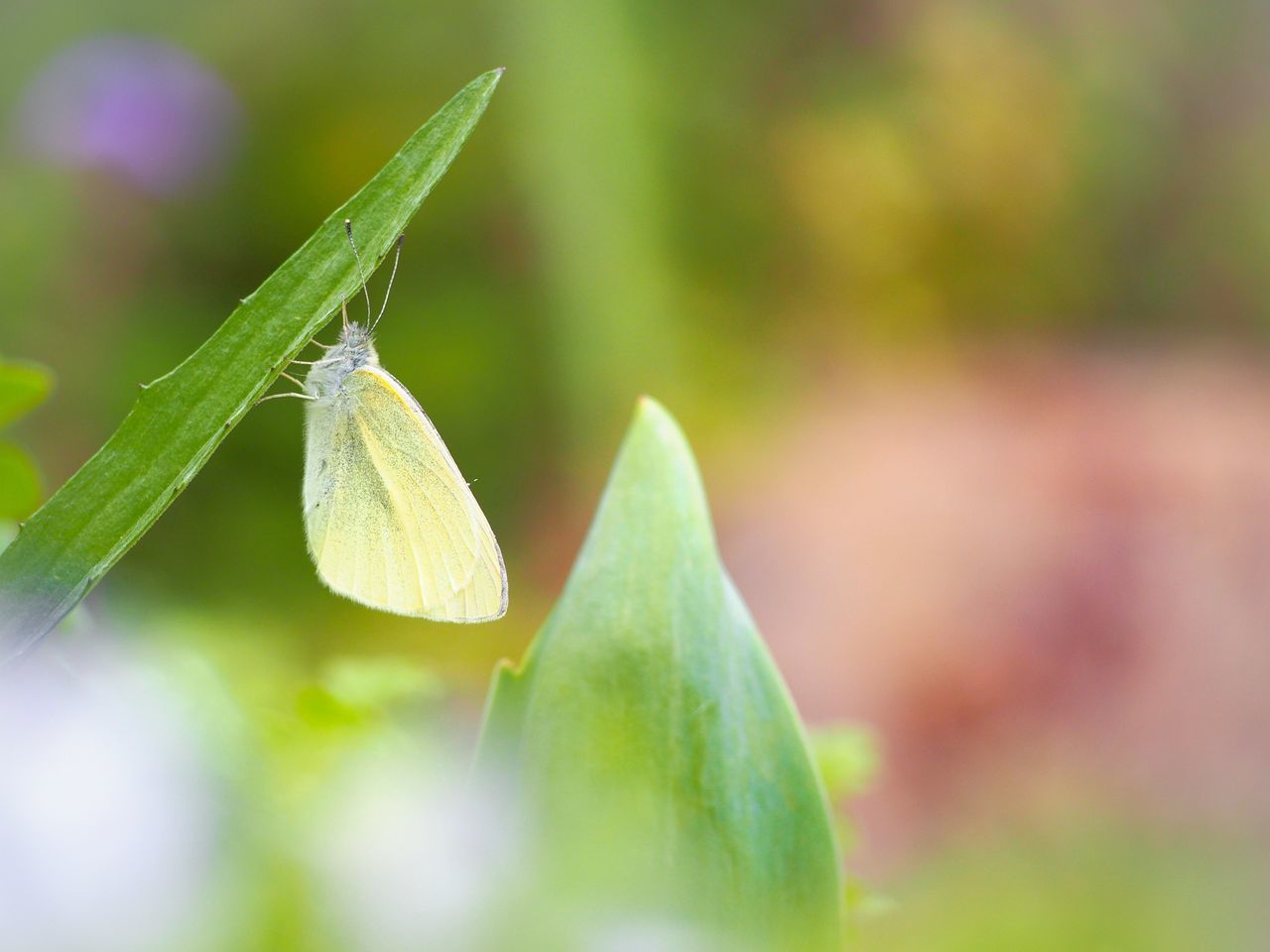 green color, close-up, growth, plant, beauty in nature, leaf, plant part, no people, flower, focus on foreground, selective focus, insect, day, nature, fragility, vulnerability, freshness, invertebrate, one animal, flowering plant, outdoors