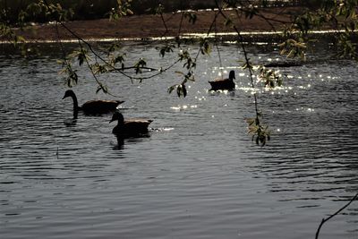 Ducks swimming in lake