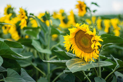 Close-up of yellow sunflower on field