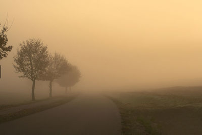 Trees by road amidst field during foggy weather at sunset