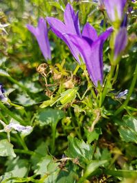 Close-up of insect on purple flowering plant