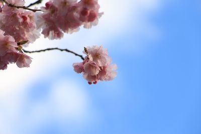 Close-up of pink flowers on branch