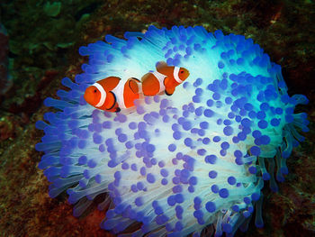 Close-up of fish in sea