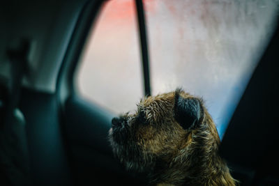 Close-up of dog in car