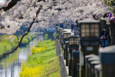 View of cherry blossom from railing