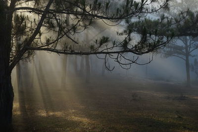 View of bare trees in foggy weather