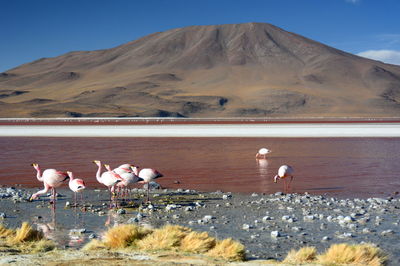 Flock of birds on shore against sky