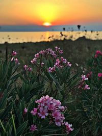 Close-up of pink flowering plant in sea