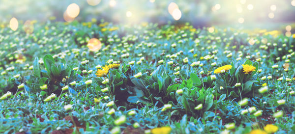 Close-up of yellow flowering plants on field