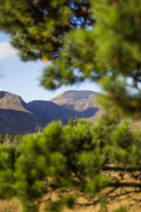  view of mountain seen from behind trees in northern ireland