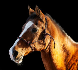 Close-up of horse against black background