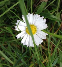 Close-up of white daisy flowers blooming in field