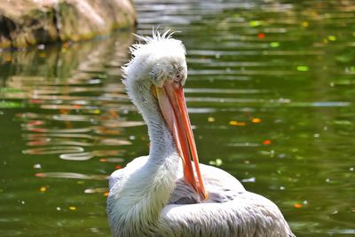 Close-up of pelican in lake