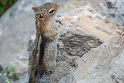 Close-up of lizard on rock