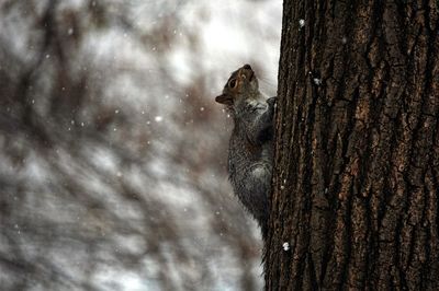 Close-up of squirrel perching on tree trunk against sky