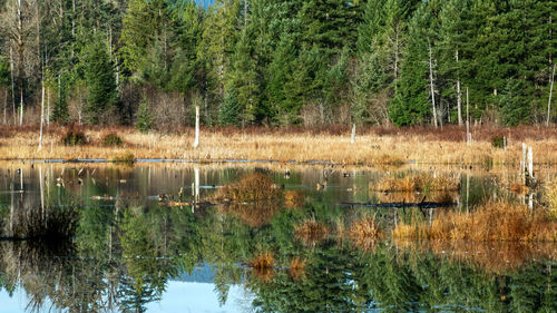 Scenic view of lake in forest