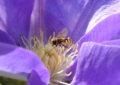 Close-up of honeybee on clematis