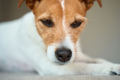 pet