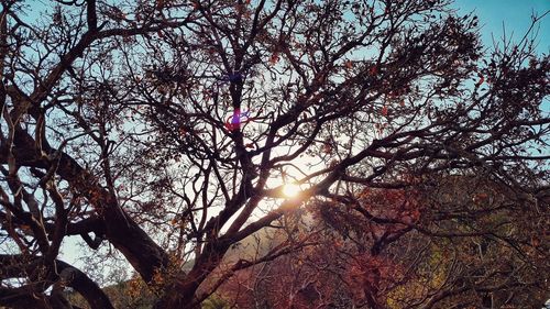 Low angle view of bare trees against sky