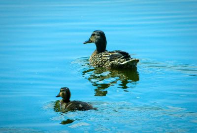 Ducks swimming in lake