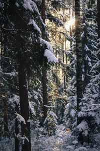 Sun shining through trees