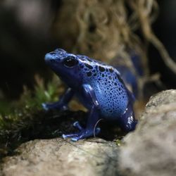 Blue poison arrow frog