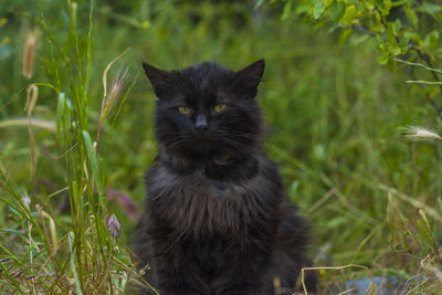 Portrait of a cat on field