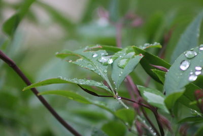 Close-up of wet plant leaves during rainy season