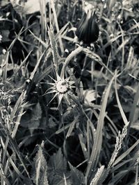 Close-up of wilted plant on field