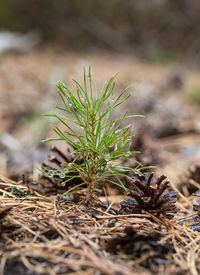 Close-up of plant