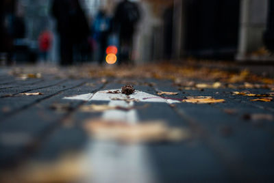 Close-up of leaves over arrow symbol on city street