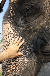 Close-up of human hand