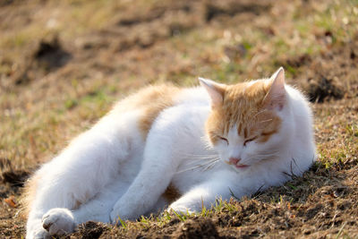 Cat relaxing on grassy field