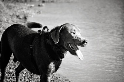 Close-up of dog sticking out tongue at beach