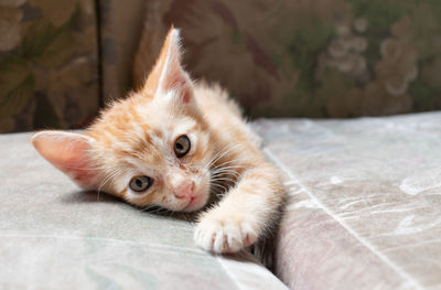 Close-up portrait of a cat