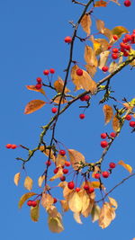 Low angle view of tree against blue sky