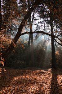 Sunlight streaming through trees in forest during autumn
