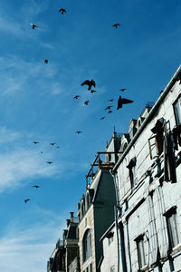 Low angle view of seagulls flying in building