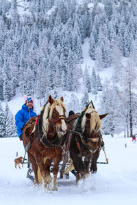 Man riding horse cart on snow