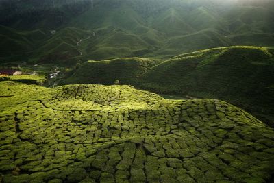 High angle view of green field