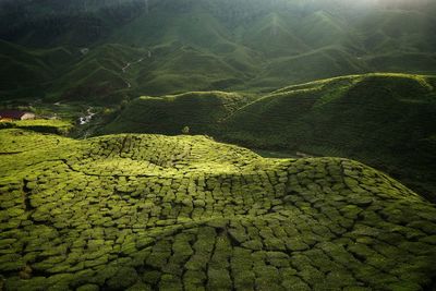 High angle view of tea plantation