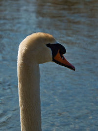 Close-up of swan on lake