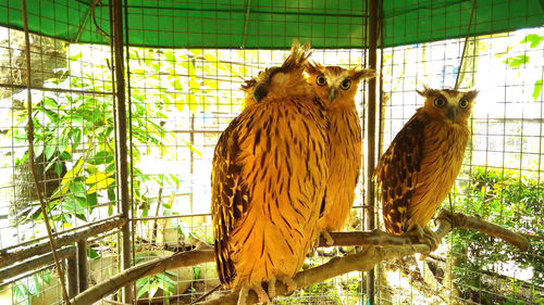 Birds in cage