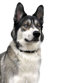 Close-up portrait of a dog over white background