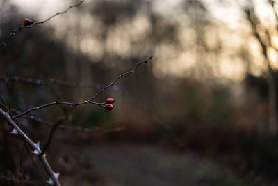 Close-up of berries growing on tree