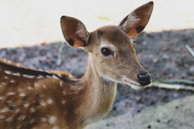 Close-up of deer